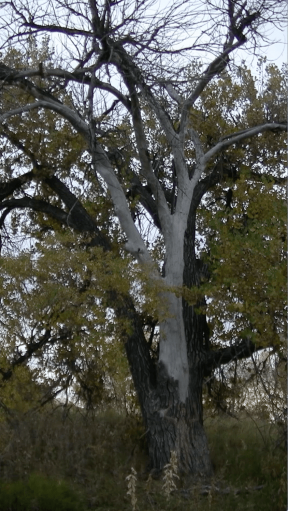 tree of life [and death] digital video still